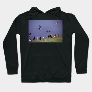 Puffin gathering Hoodie